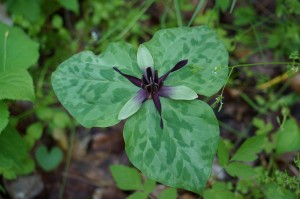 Natchez flora