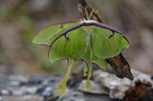 Natchez fauna