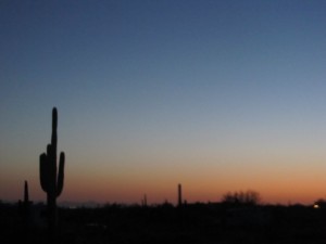 Cowboy Cactus at sunset