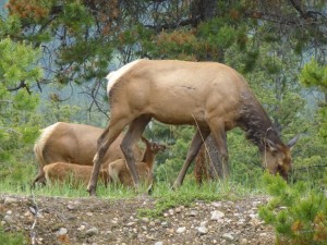 Elks & Elklets near Jasper