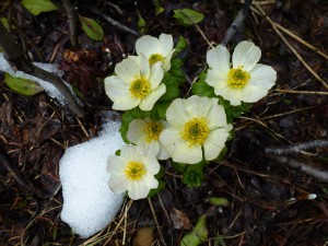 White Flower Thinghies (anenome somethings or just white flowers in snow also works)