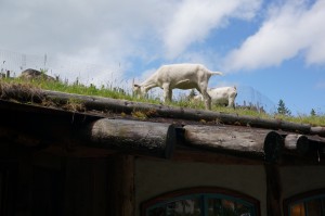 Goats on Roof