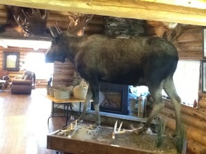 Moose on the menu