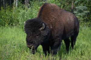 Our first Bison
