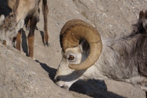 Stone Mountain Sheep